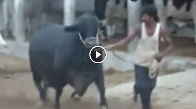  Jamal Cattle Farm Bull Black Panther - Cow Mandi 2014  2014 video, Jamal Cattle Farm Bull Black Panther - Cow Mandi 2014  2014 dailymotion, shah cattle farm 2014,  cattle farming in pakistan, shah cattle farm 2014,a