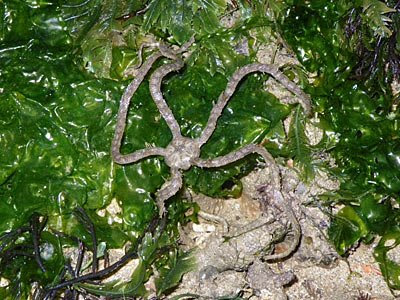 Brittle Star (Ophiothrix sp.)