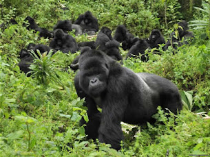 Rwanda gorilla trekking