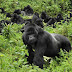 3 Days Rwanda Gorilla Trekking Safari