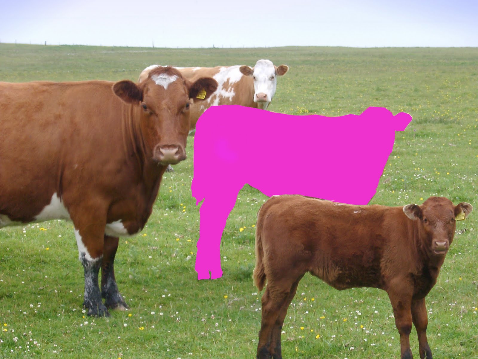 Hallie G's Blog: pink cow
