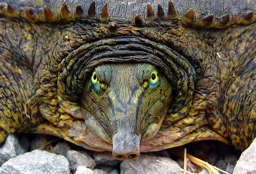 25 Gambar luar biasa Hewan  Reptil  Kadal Ular Buaya 