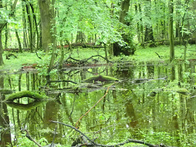 grzyby 2019, grzyby w maju, grzyby w Puszczy Niepołomickiej, żółciak siarkowyy, grzybówki, śluzowce, kisielnice