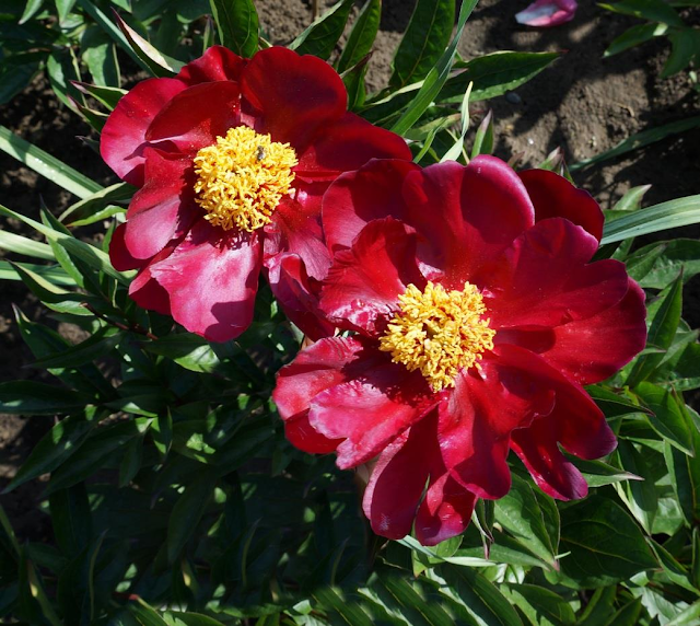 Пион 'Sorcerer' (=Пион 'Lights Out') / Пион 'Лайтс Аут' (Paeonia 'Sorcerer', =Paeonia 'Lights Out')