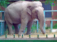 Слон зоопарк Одеса одесса