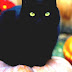 List Of Fictional Cats In Animation - Black Cat Female Names