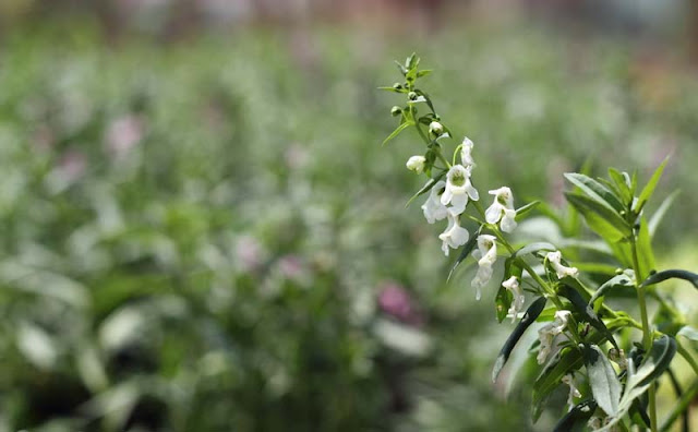 Angelonia Flowers Pictures