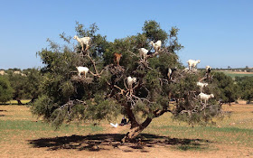 Tree-climbing goats of Morocco