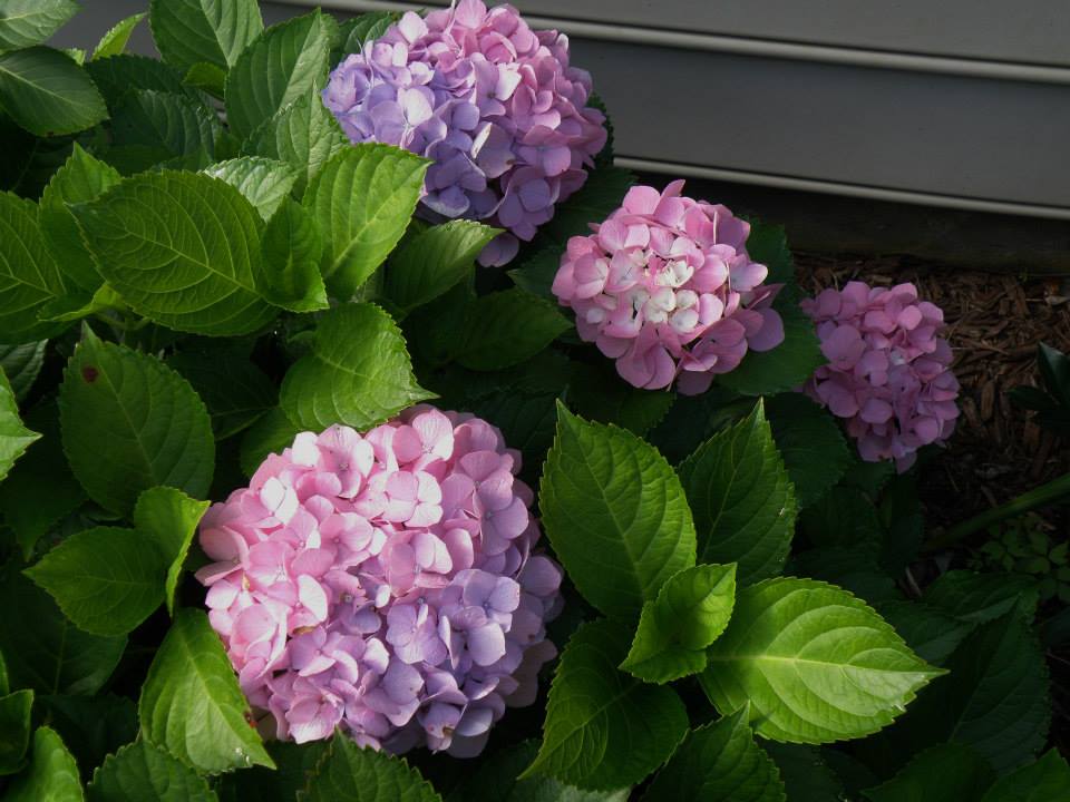 My Carolina Yard: Hydrangea Care: Pruning