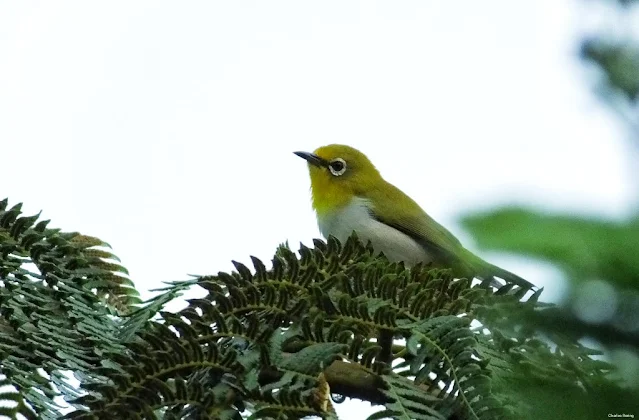 Mountain (Warbling) White-eye (Zosterops japonicus)