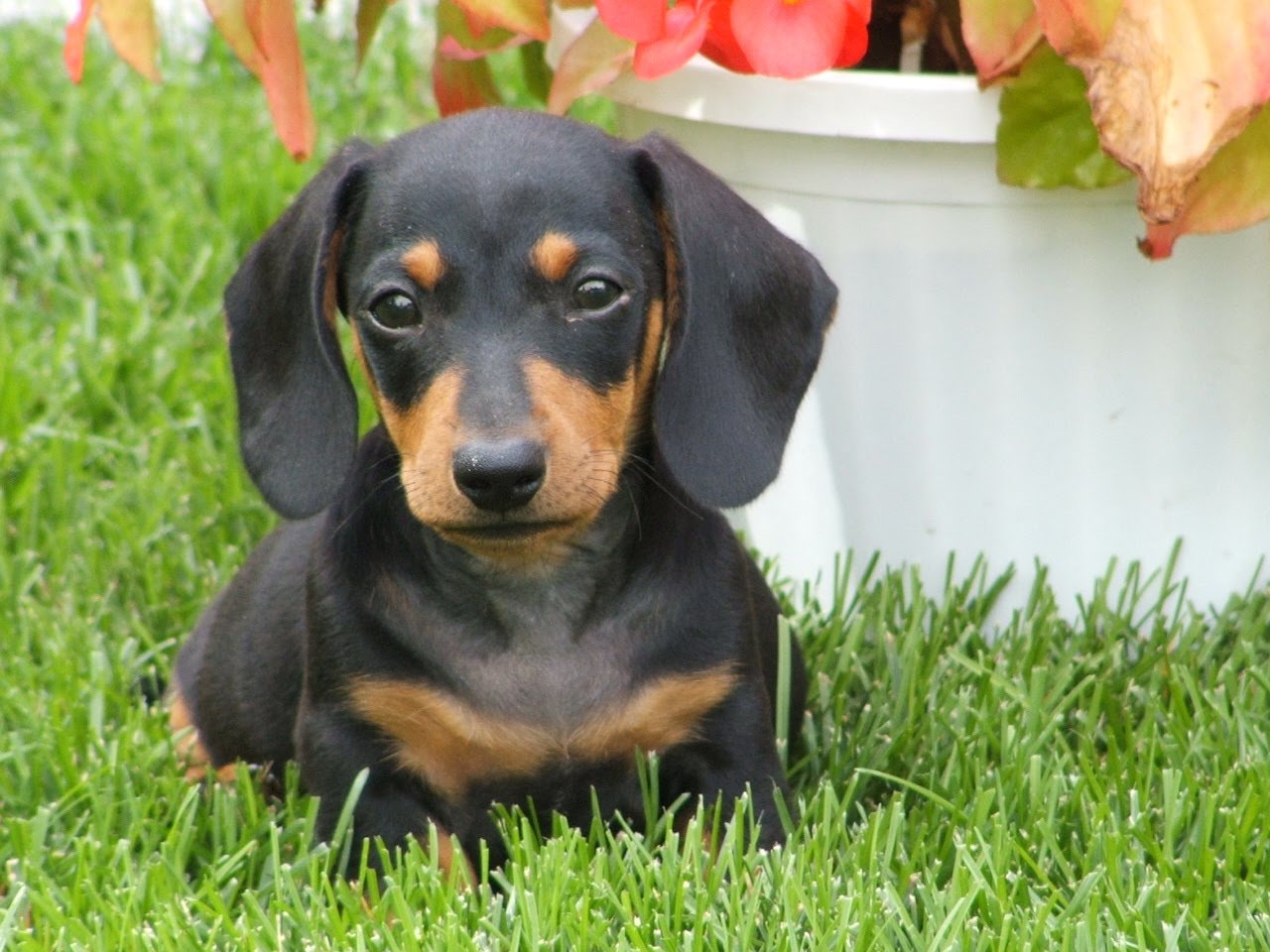 All List Of Different Dogs Breeds: Dachshund Dog - Small ...