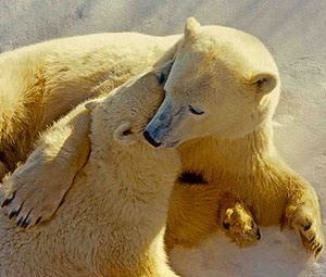 Animals Hugging Seen On www.coolpicturegallery.us