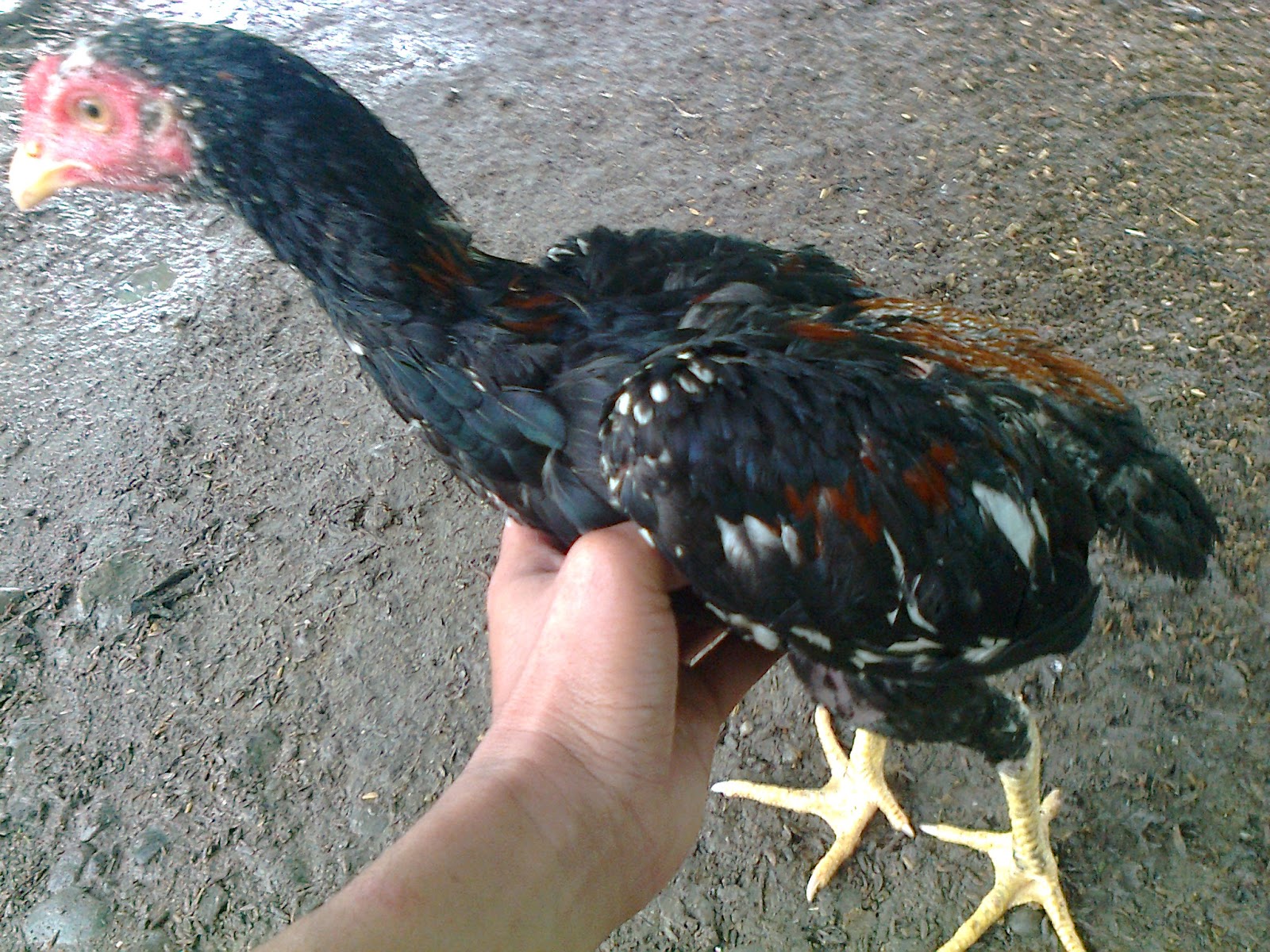 Ayam sabung sabah: ANAK MUDA FOR SALE