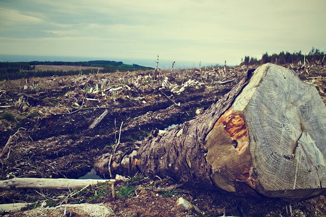 Los países más deforestados