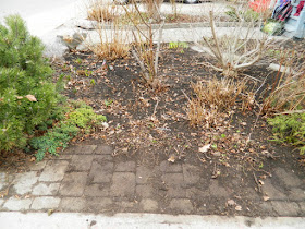 Toronto Leslieville Spring Front Yard Cleanup After by Paul Jung Gardening Services--a Toronto Gardening Company