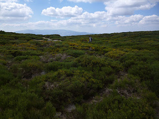 Descenso entre piornos