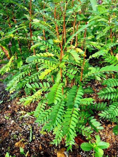 MPV LANDSKAP DAN NURSERI: TAMAN RAMUAN/TAMAN HERBA MARDI 