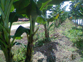 Cara Budidaya Buah Pisang Agar Memperoleh Hasil Maksimal  Cara Budidaya Buah Pisang Agar Memperoleh Hasil Maksimal