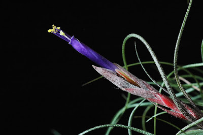 Tillandsia butzii care and culture