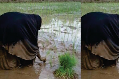 Foto Muslimah Hijab Syar'i Nanam Padi Berlumpur Kagumkan Nitizen