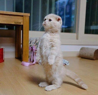 CAT STANDING STILL