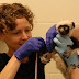 Duke Lemur Center draws researchers from across the nation and around
the world