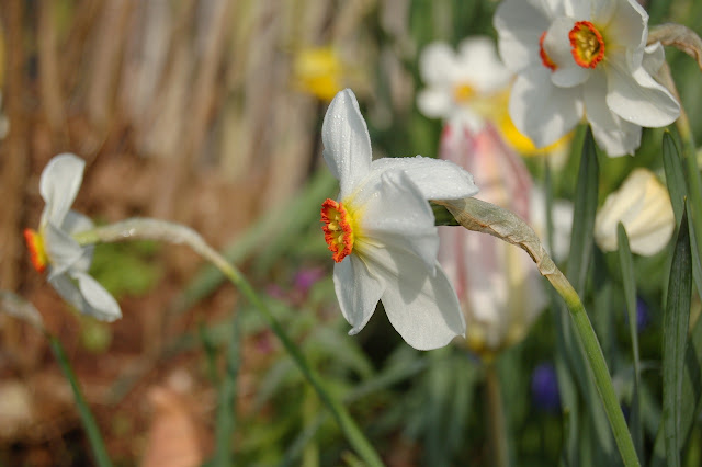 Narcis recurvus