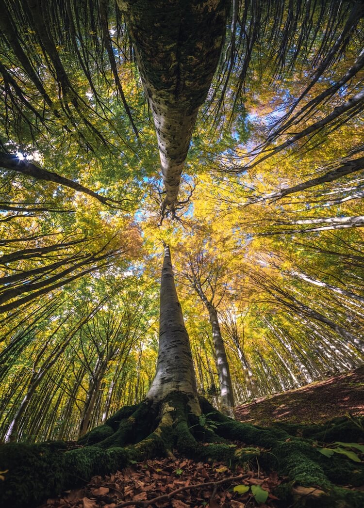 Awe-Inspiring Photographs Depict The Stunning Beauty Of The Forest From The Bottom Looking Up