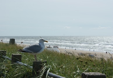 praia de Zandvoort (2)