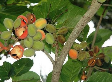 Mengenal Pohon  Ketapang  dan Manfaatnya Sebagai Makanan dan 