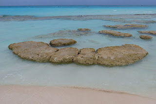 Oceanografia & Vida marinha