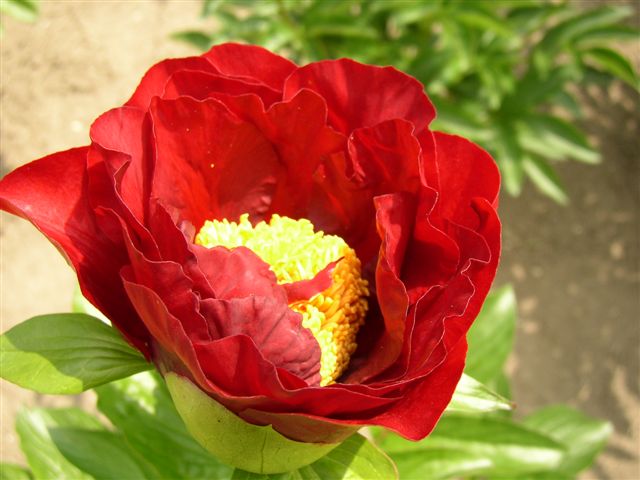 Пион 'Mackinac Grand' / Пион 'Макинак Гранд' (Paeonia 'Mackinac Grand')