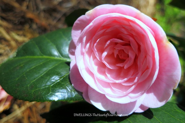 pink camelia