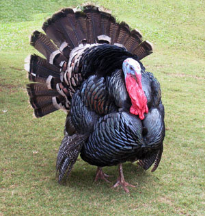 Turkeys Bird Pictures