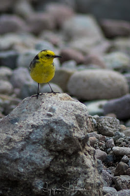 Citrine Wagtail at Tsichlondas stream, Meladia valley