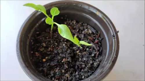 Black Pepper Seedlings from grocery store peppercorns