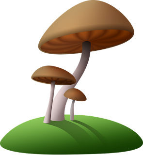  Jamur merang merupakan salah satu jamur yang mempunyai sumber protein nabati yang sanggup di Ingin Usaha Jamur Merang, Harus Tahu Harga Jamur Merang Per Kilo