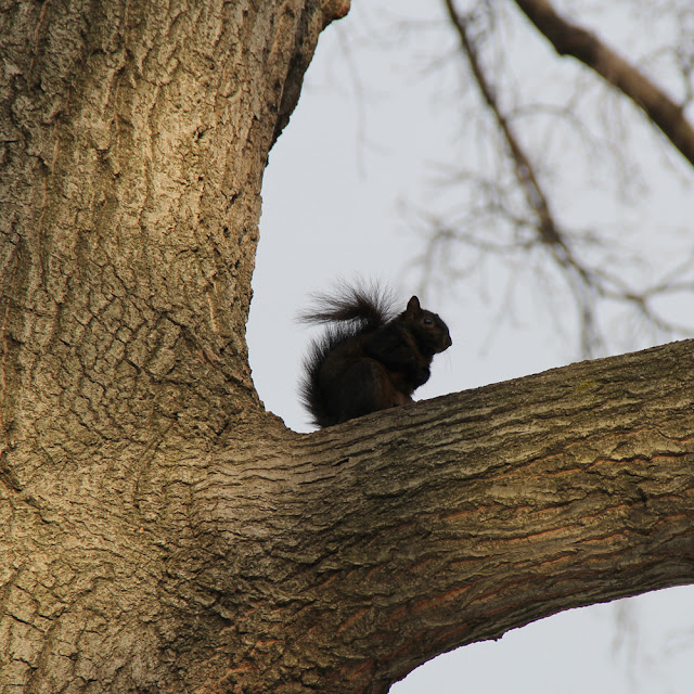 Winter Walk | Nature in New York City : Photos by Lady Lucas | Linzer Lane Blog