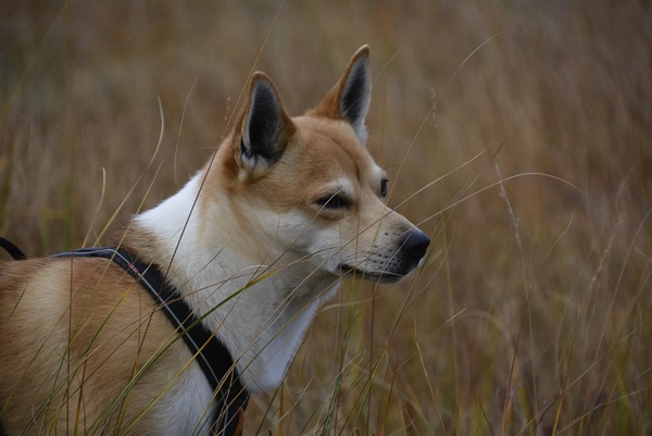 evjuvegen gulsvik lundehund