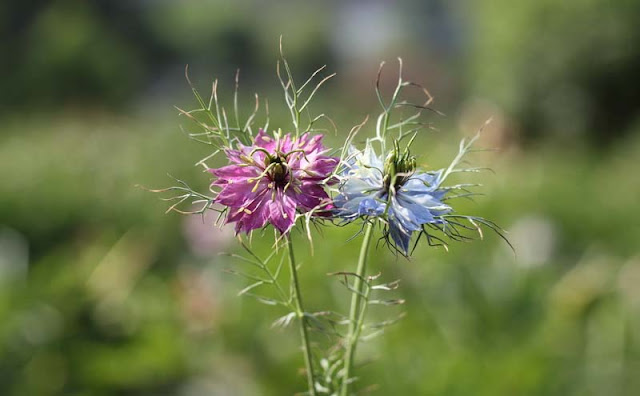 Love-in-a-Mist Flowers