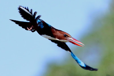 "White-throated Kingfisher - Halcyon smyrnensis, in flight."