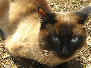 Siamese Cat-Twins: First Brother