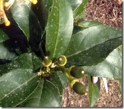 Lemons