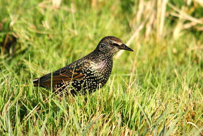 Spreeuw - Protter - Sturnus vulgaris