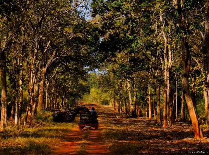 Tadoba A Place Of Exciting Safaris Where Taru & The Tiger Are Worshipped 