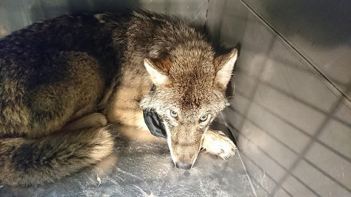 Two Workers In Estonia Saved A Wolf From Frozen Lake, Thinking It Was A Dog