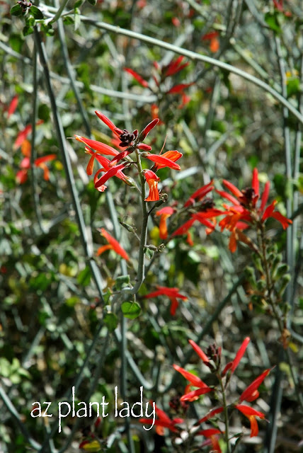 Plants Hummingbirds Love