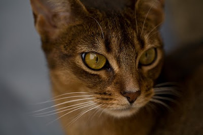 ruddy abyssinian cat - Tawny - Usual