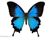 Butterfly Wallpaper (butterfly wallpaper)