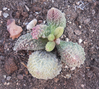 Adromischus marianae